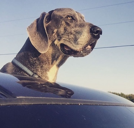 Brutus