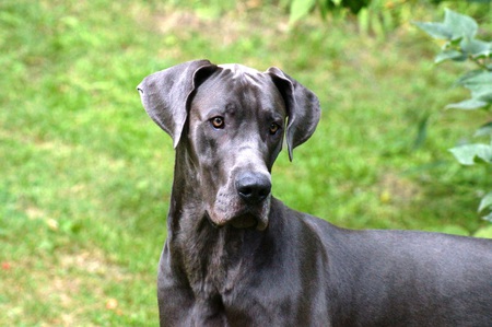 Marko