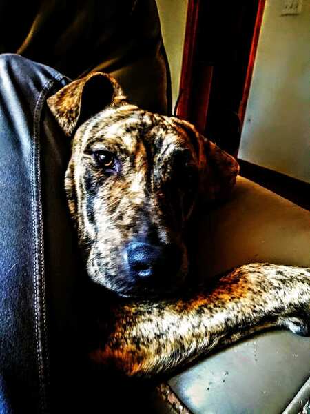 Phrogg Dogg