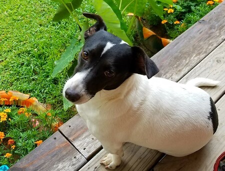 Roxy