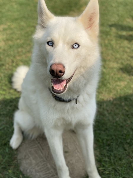 Dex