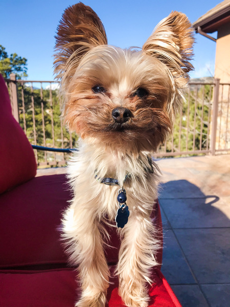 Buddy