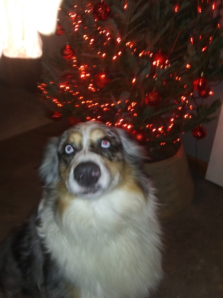 Hank