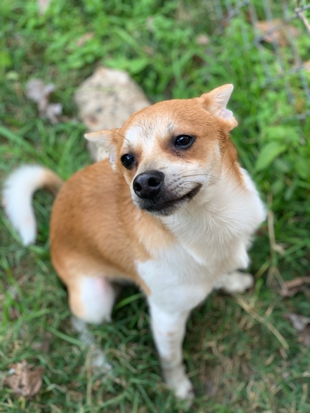 Maximus