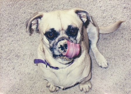 Pugsley