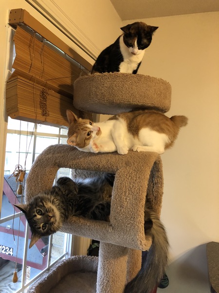 Calli, Peanut and Fat Cat