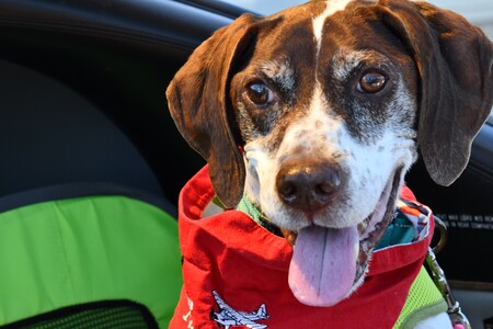 Bailey- the Senior Blind Pointer