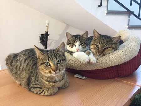 Entry image for Sally, Doka, and Momma. Clicking this image will show a larger photo