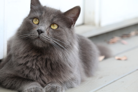 Hugo
