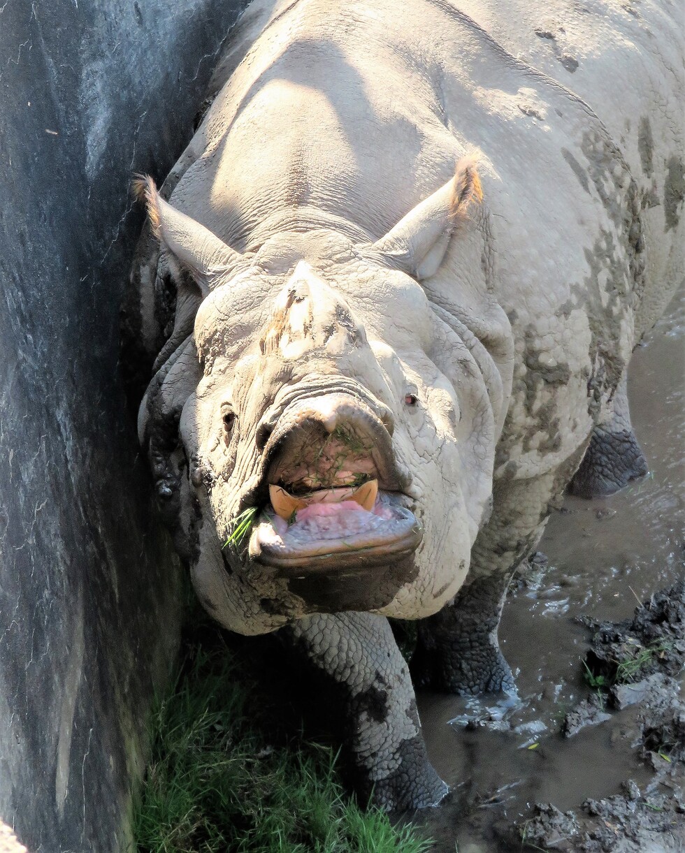 smile safari rhino