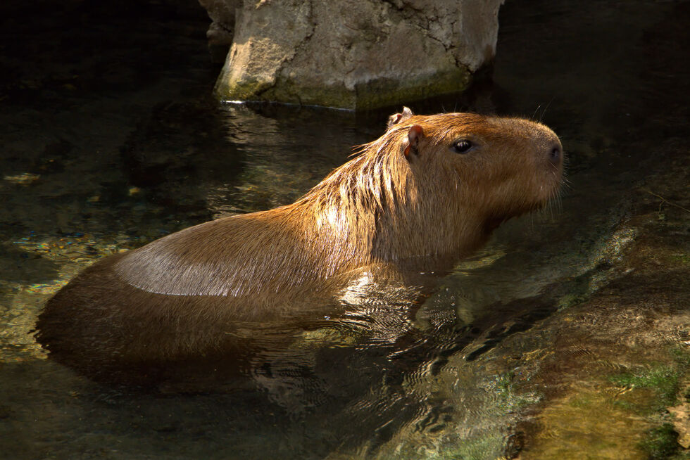 Vote for Sunny Capybara | 2020 Buffalo Zoo Photo Contest
