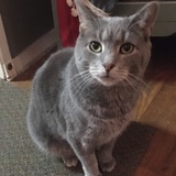 Entry image for Smokey