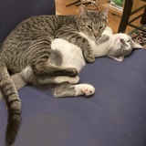Entry image for Sushi and Willow