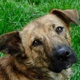 Entry image for Piper
