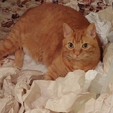Entry image for Oliver