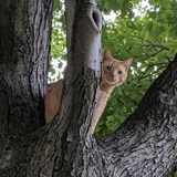Entry image for Ginger