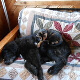 Entry image for Pepper & Linc