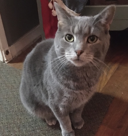 Entry image for Smokey. Clicking this image will show a larger photo