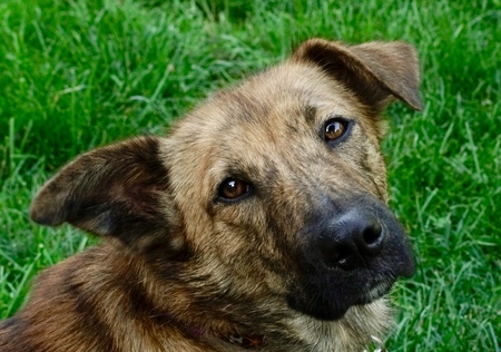 Entry image for Piper. Clicking this image will show a larger photo