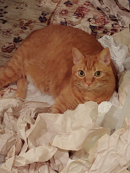 Entry image for Oliver. Clicking this image will show a larger photo