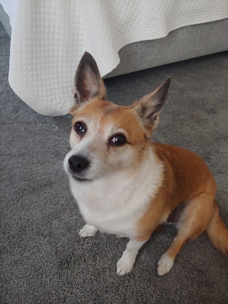 Entry image for Penny. Clicking this image will show a larger photo