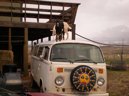Entry image for Tinker and Betsy. Clicking this image will show a larger photo