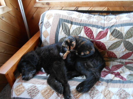 Entry image for Pepper & Linc. Clicking this image will show a larger photo