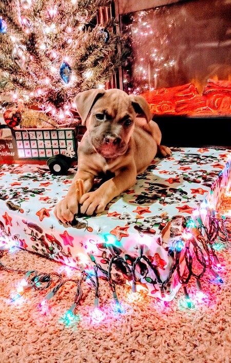 Koda