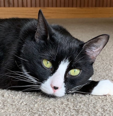 Sylvester Meowmeow