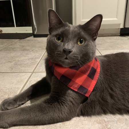 Finn