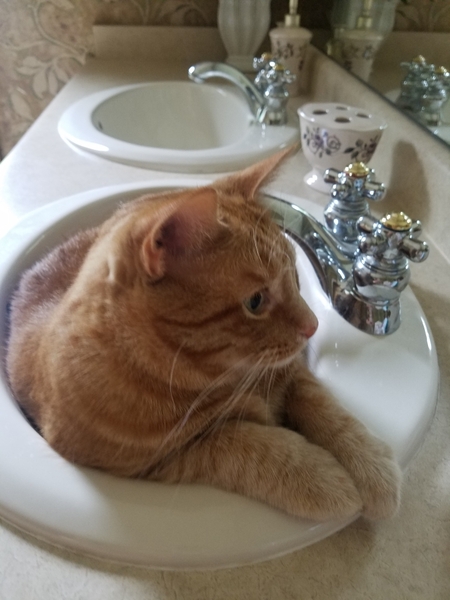 Murphy