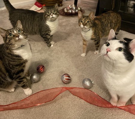 Titan,  Kitten, Priss and Archer 