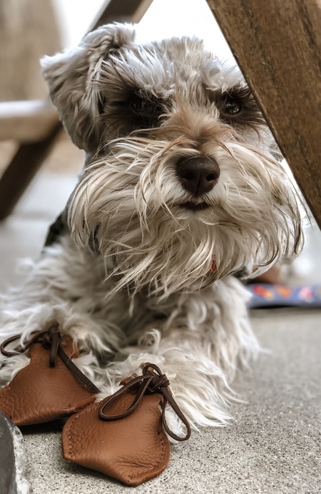 Wesson The Mini Schnauzer 