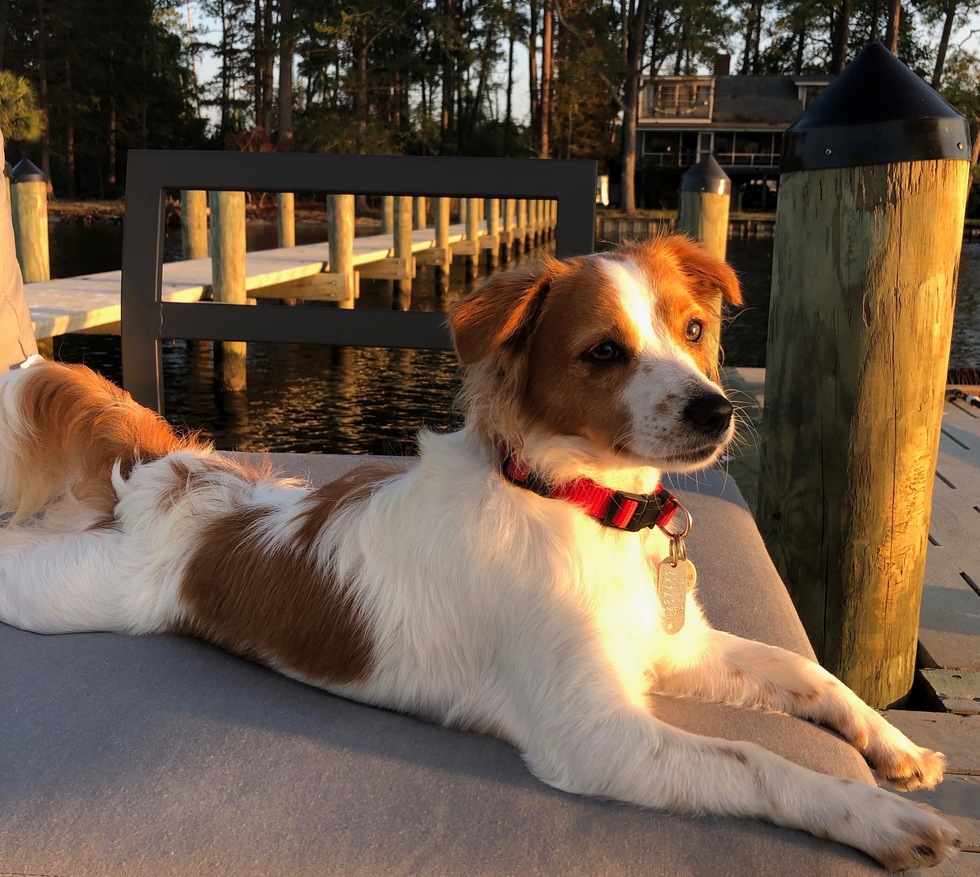 Vote for Nala | 2022 #SAVEFURSYTH Pet Calendar