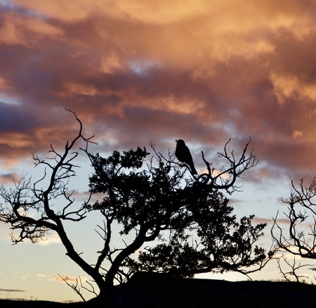 bird at sunset