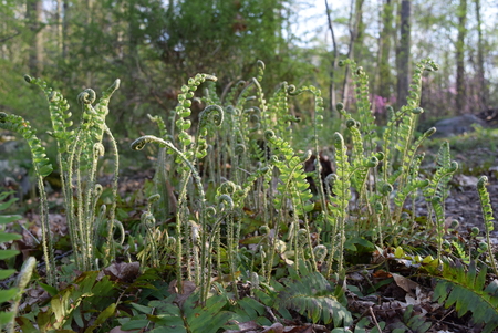 fiddlehead forest