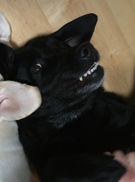 Queenie smiles for belly tickles!