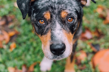 Ringo