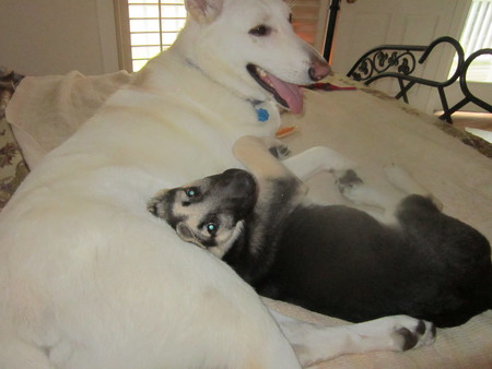  "Axl" (White) and "Bella" black/tan 4 mo old pup
