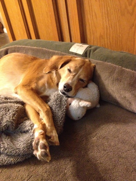 Gracie