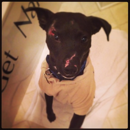 Atticus