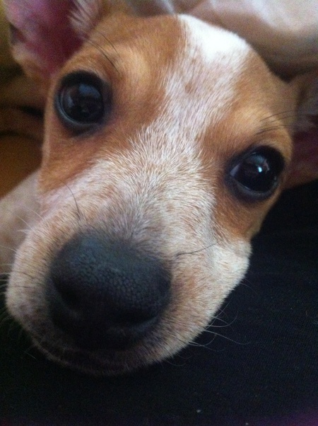 Frankee