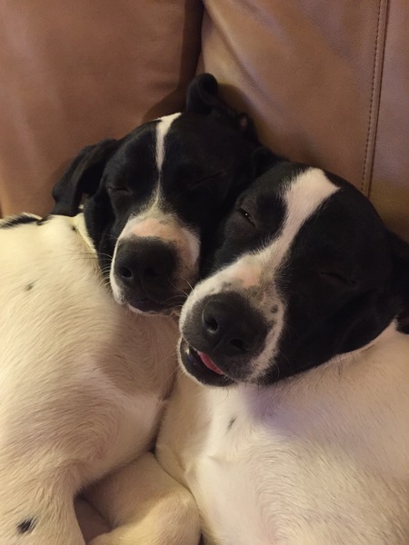 Gus and Moe