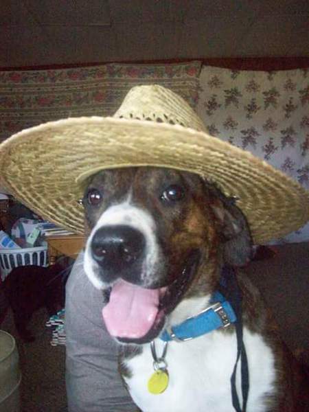 sir duke