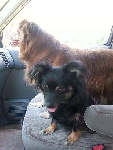 Tink is the Australian Shepherd & Chance is the long-haired Chihuahua.