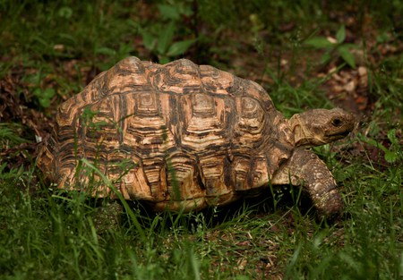Homer the Tortoise