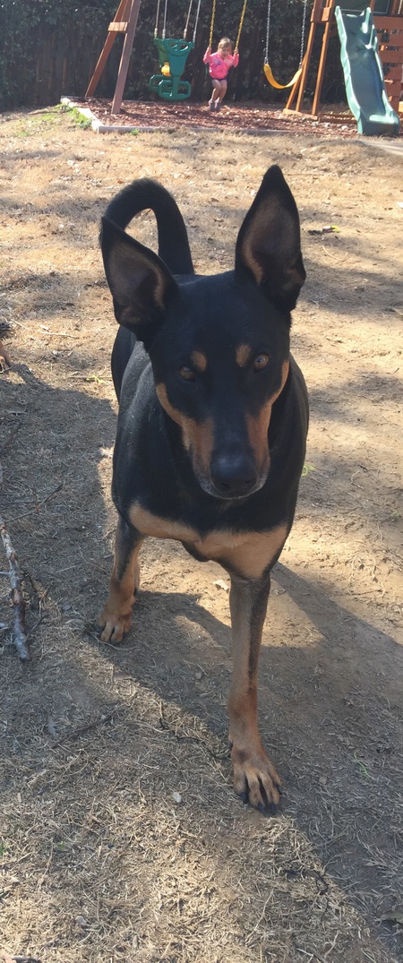 Diesel