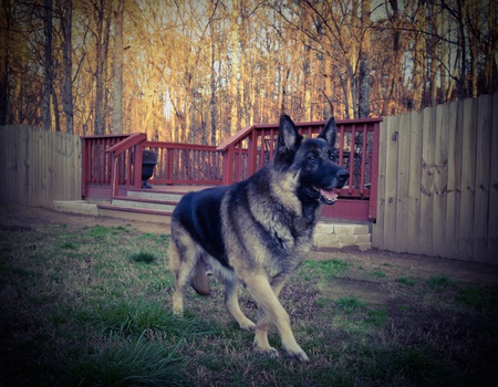 Duke