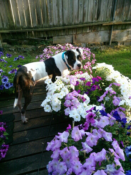 JD ( Just Dog)