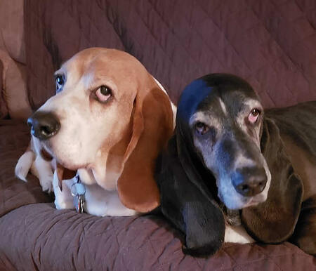 Roscoe & Bessy - BFFs!